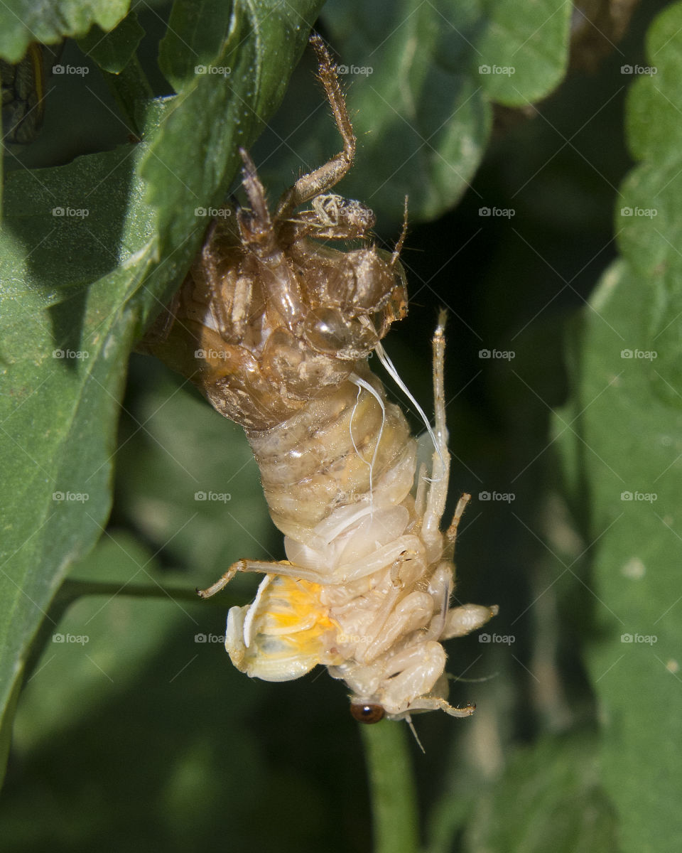 17 year cicada emerging from its nymphal skin to complete the final molt to adulthood 