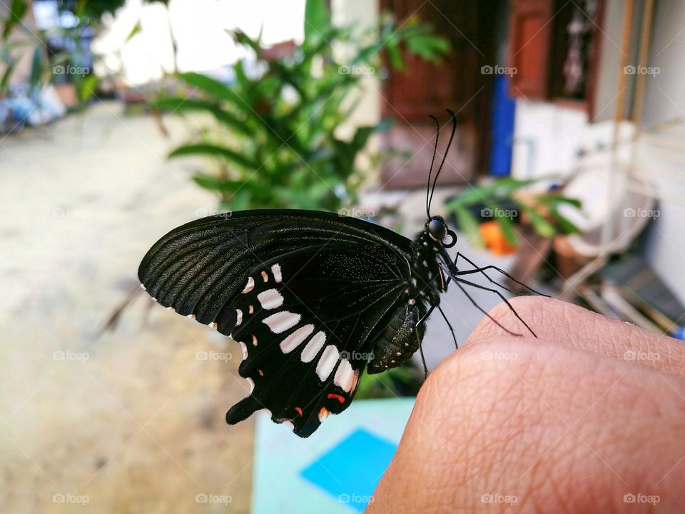 Butterfly on human hand