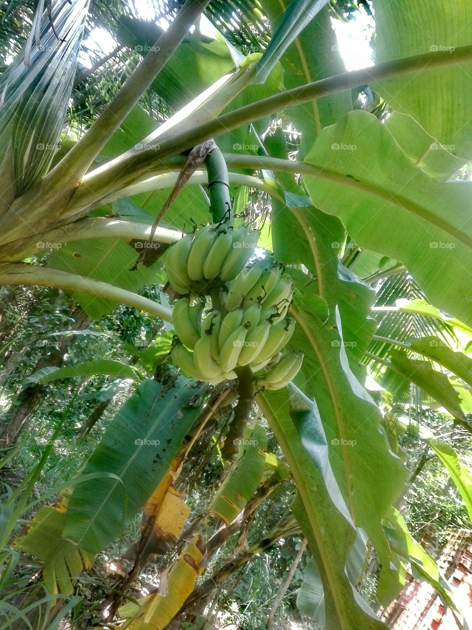 Sugar plantain (banana)