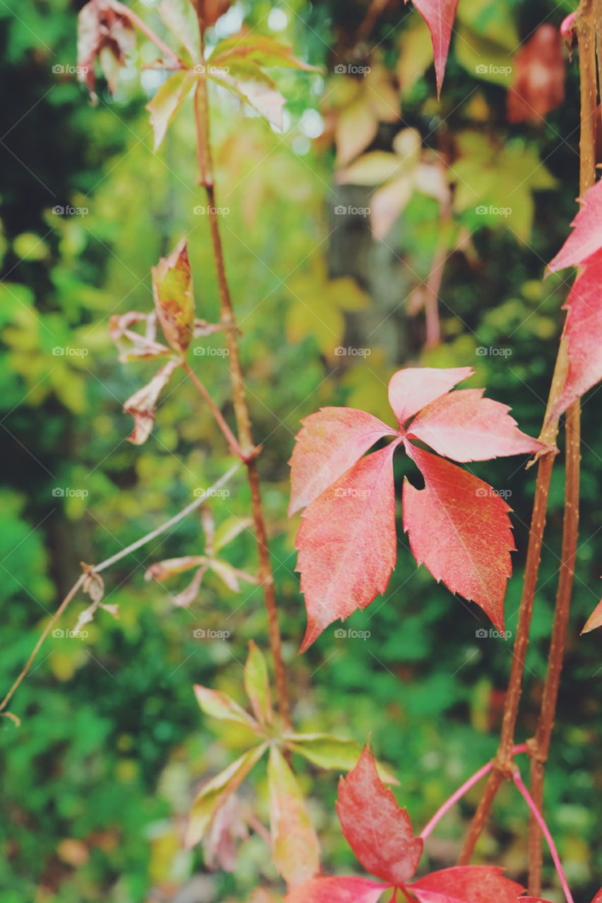 Fall magic