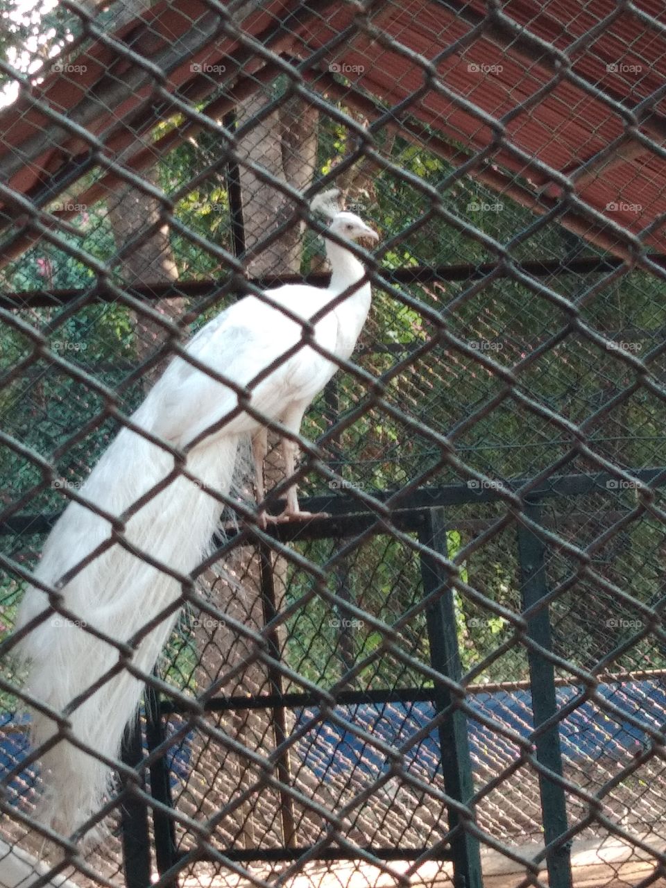 white peacock