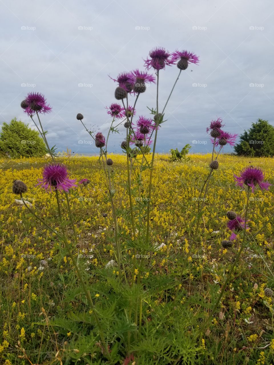 The flowery landscape of Alvaret, Öland, Sweden