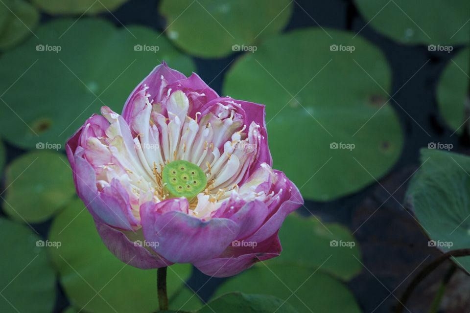 A pink lotus flower in the pond