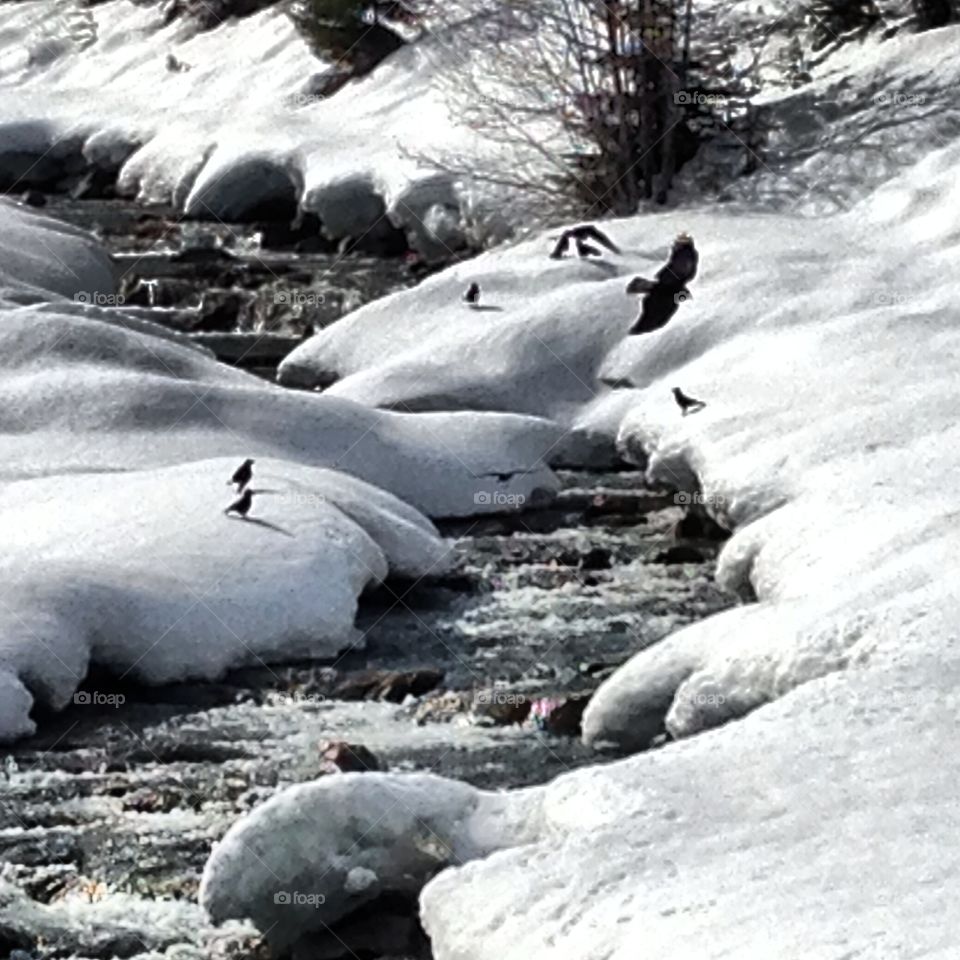 Crows flying around the creek