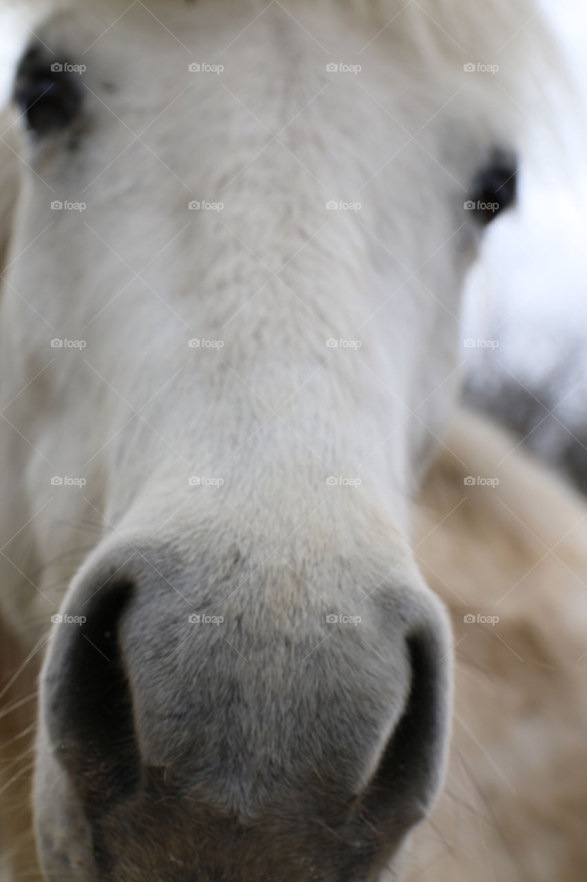 Horse portrait 