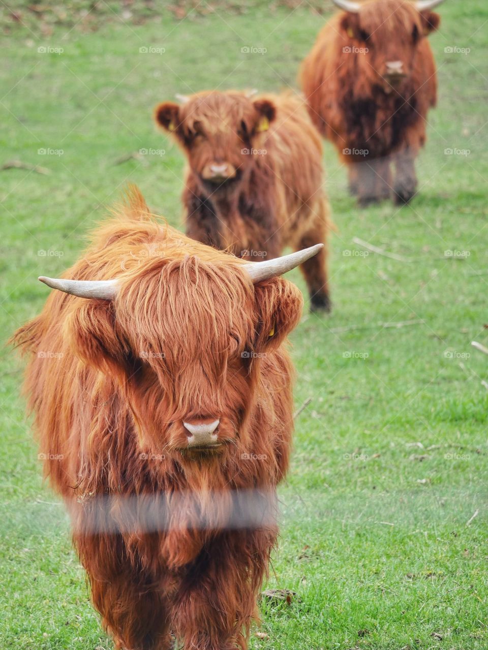 Group of highland cattle