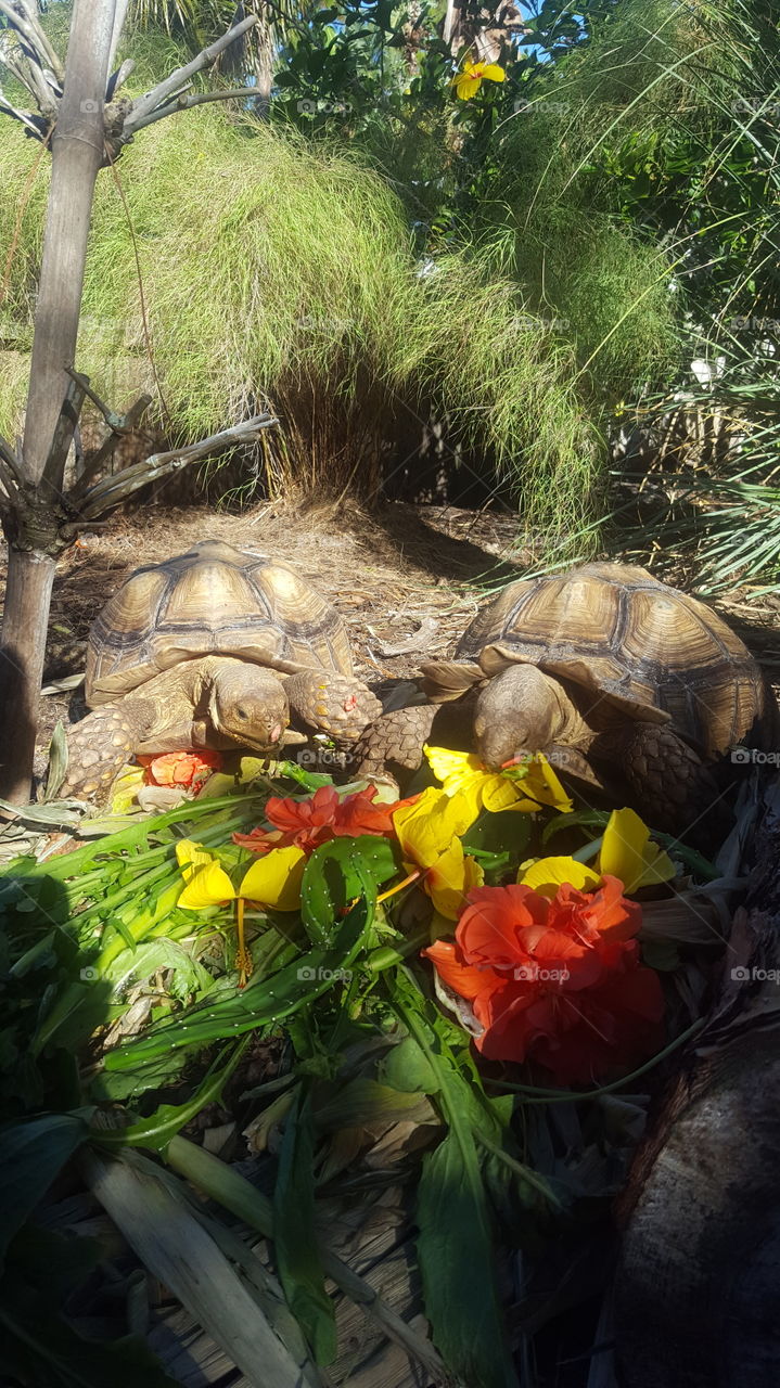 Breakfast with Tortoises