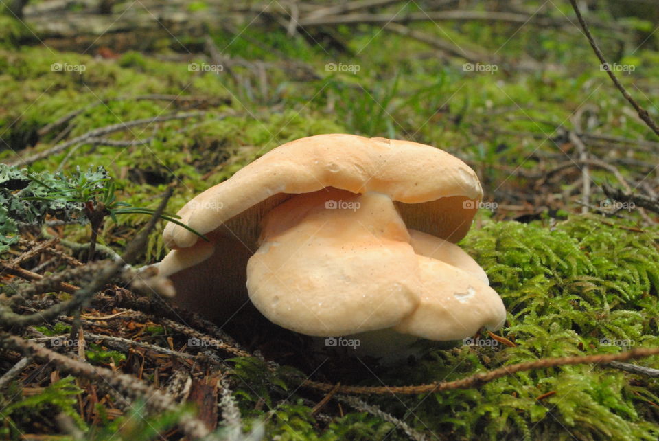 hydnum repandum mushroom