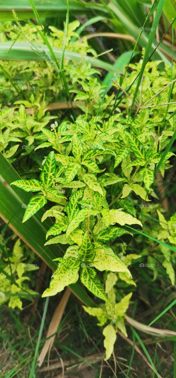double colour leaves