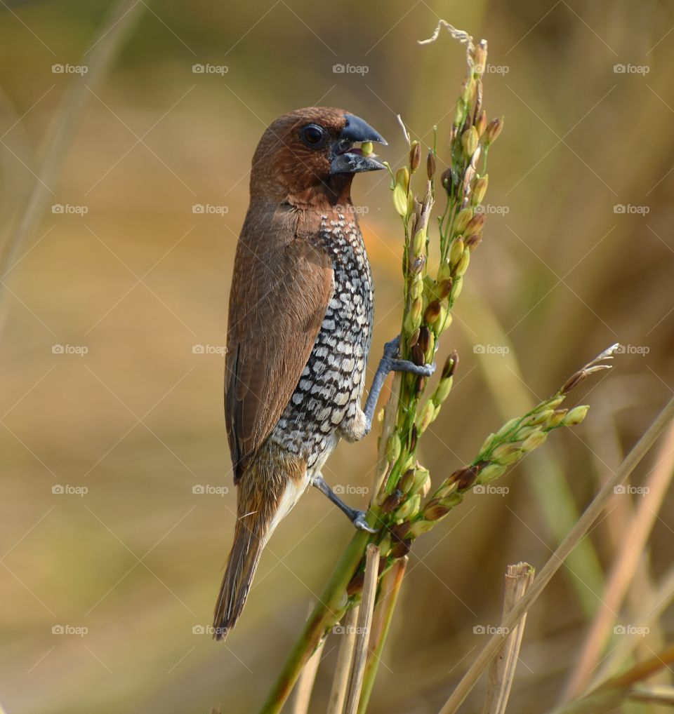 bird on the paddy seed