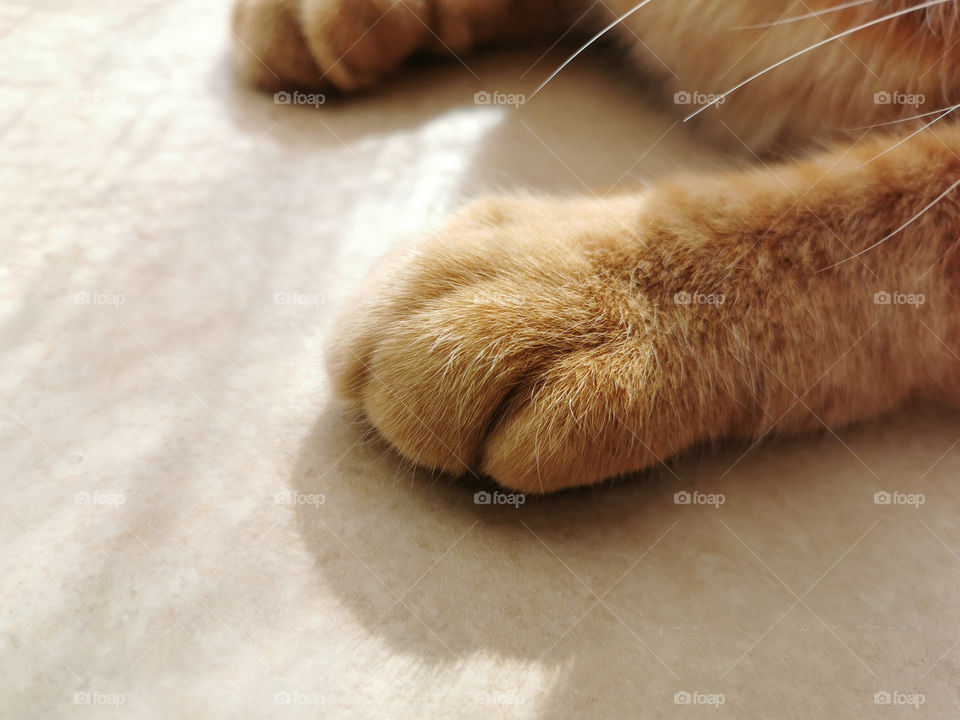Ginger cat paw with copy space on the left side. Cat sitting on the floor.