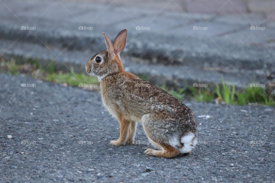 Rabbit sitting on  a driveway 