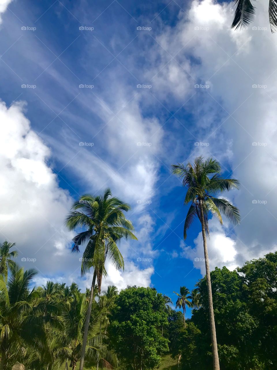 The celestial sky and the palm trees in Koh Tao, Thailand. 