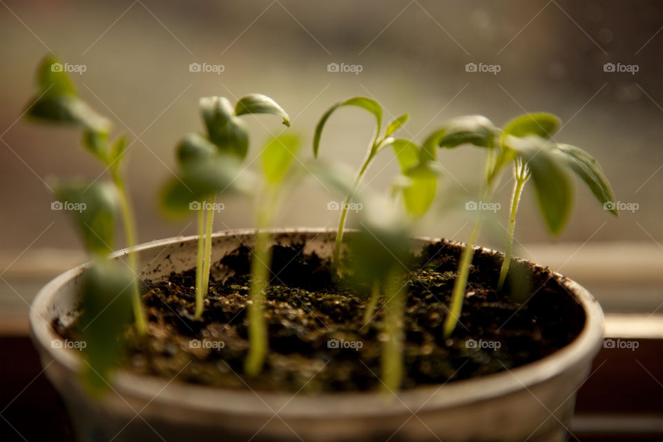 Small aubergine sprouts