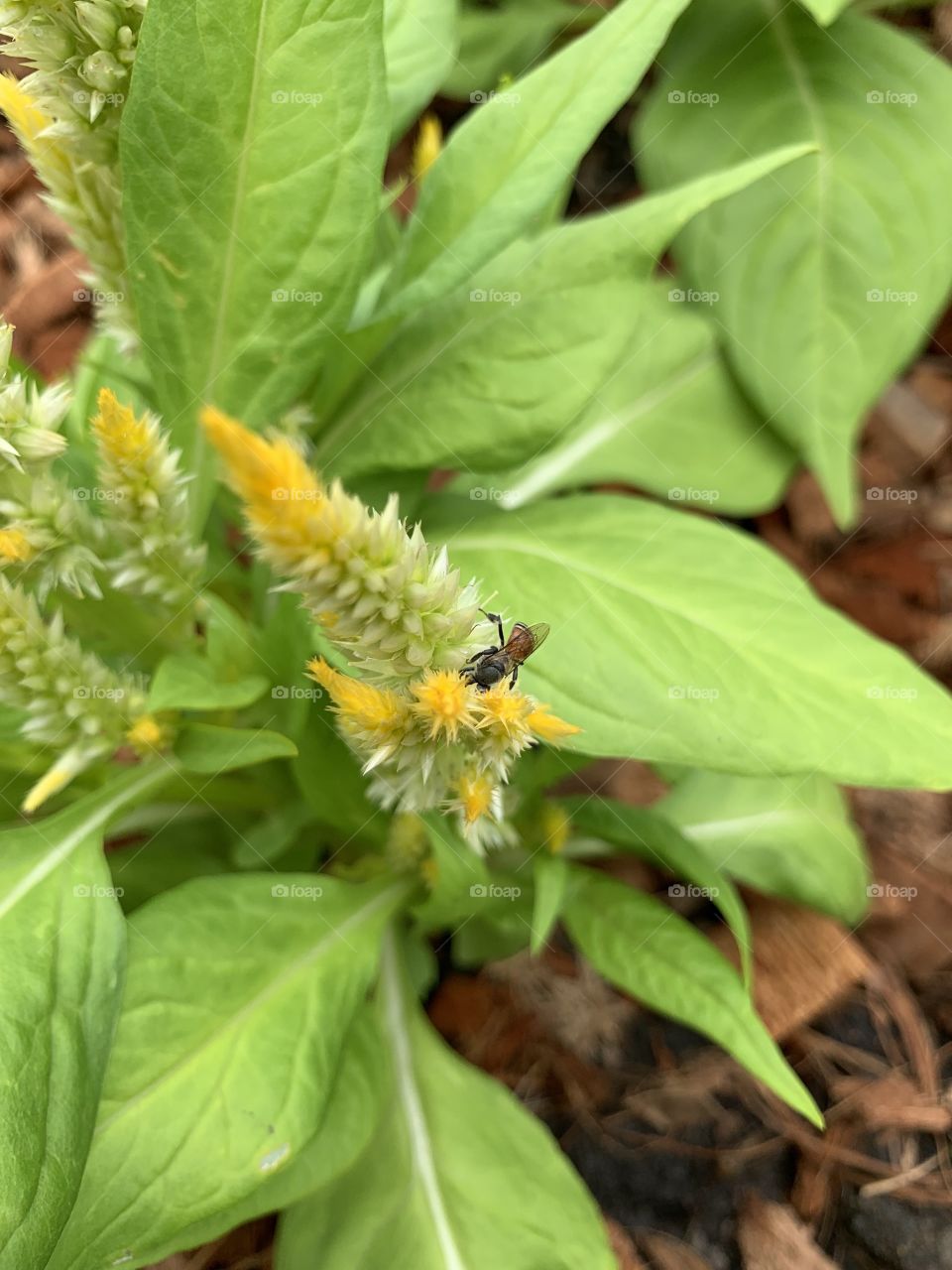 Bee finding a syrup on a flower 
