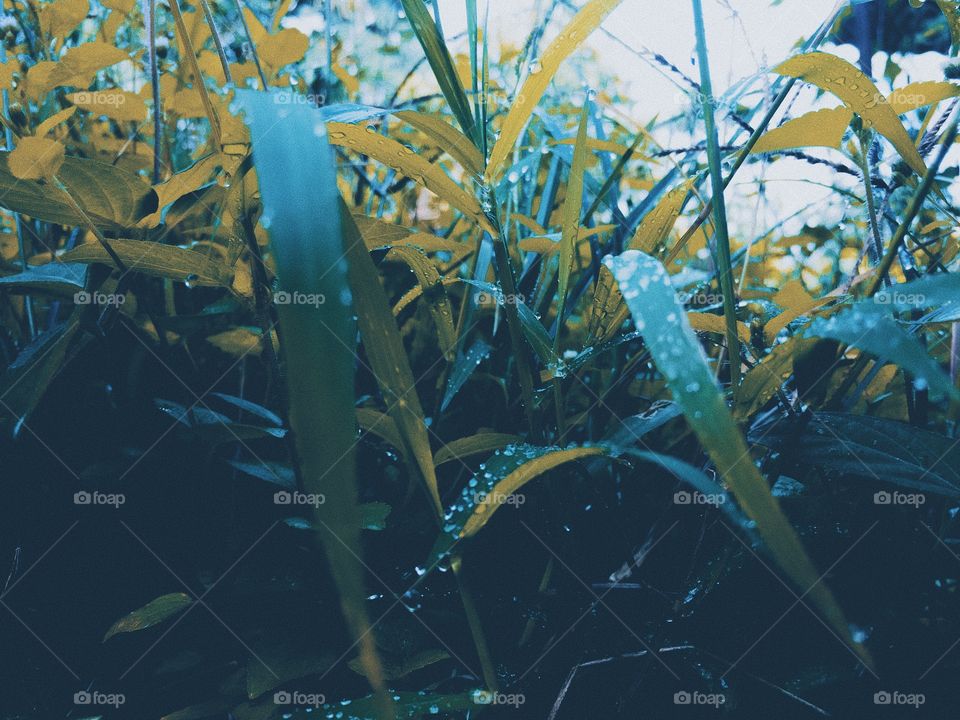 Grasses in a field 