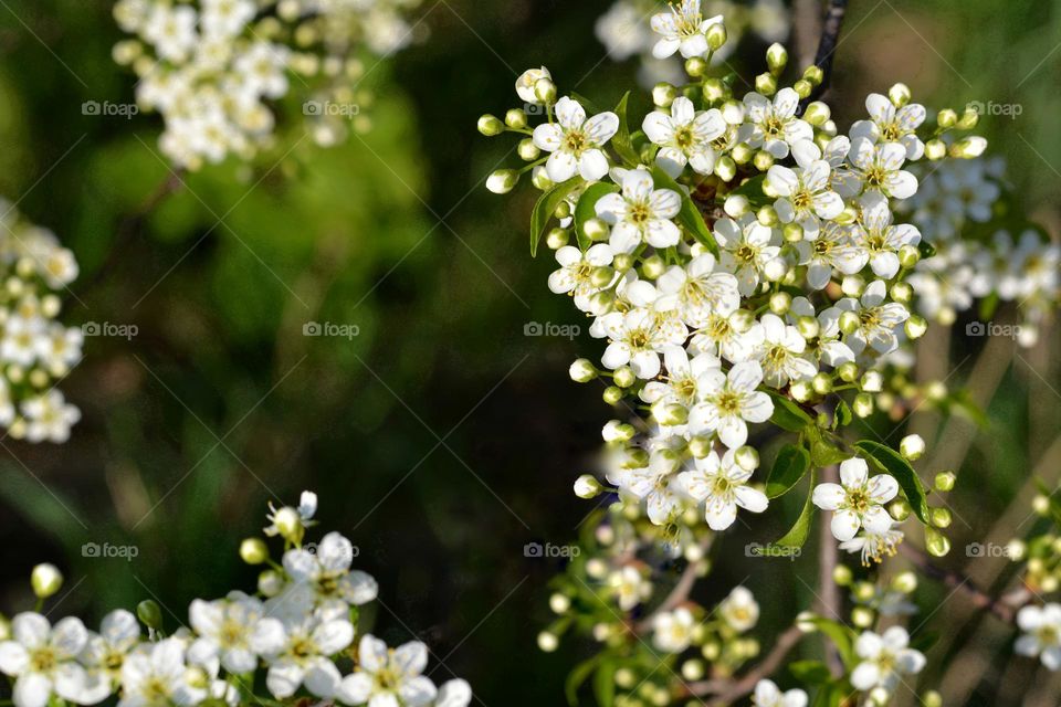 spring flowers blooming