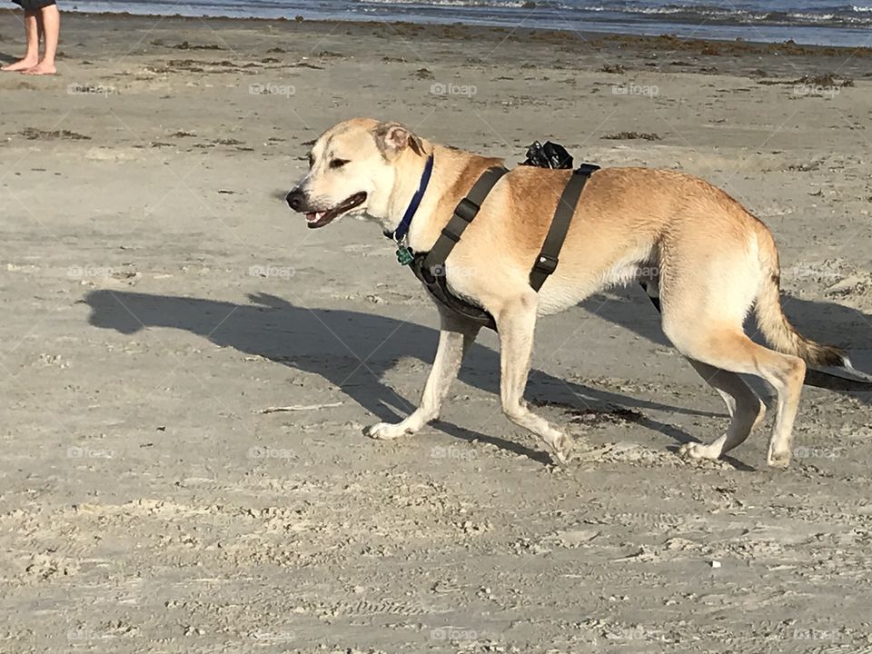 Galveston beach dog