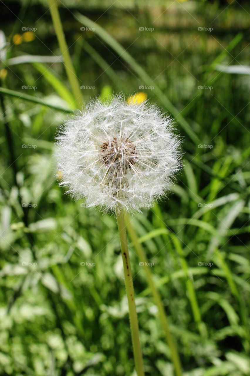 A dying dandelion
