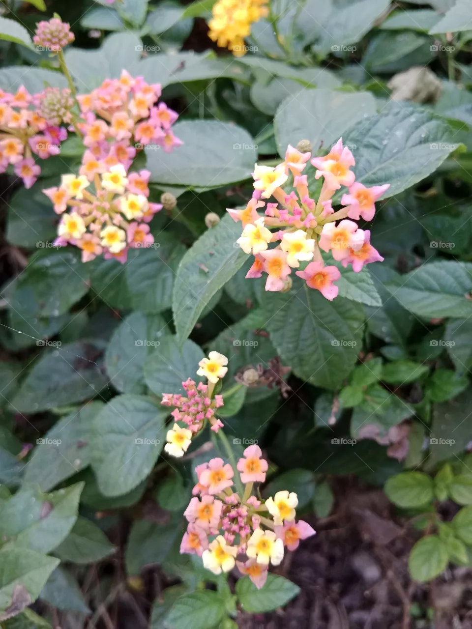 mini 🌺