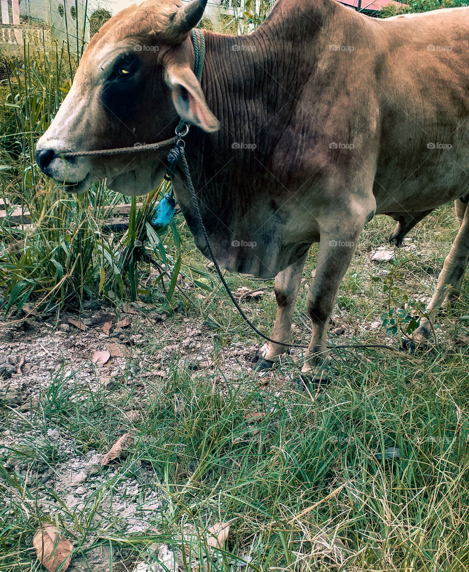 buffalo eating grass