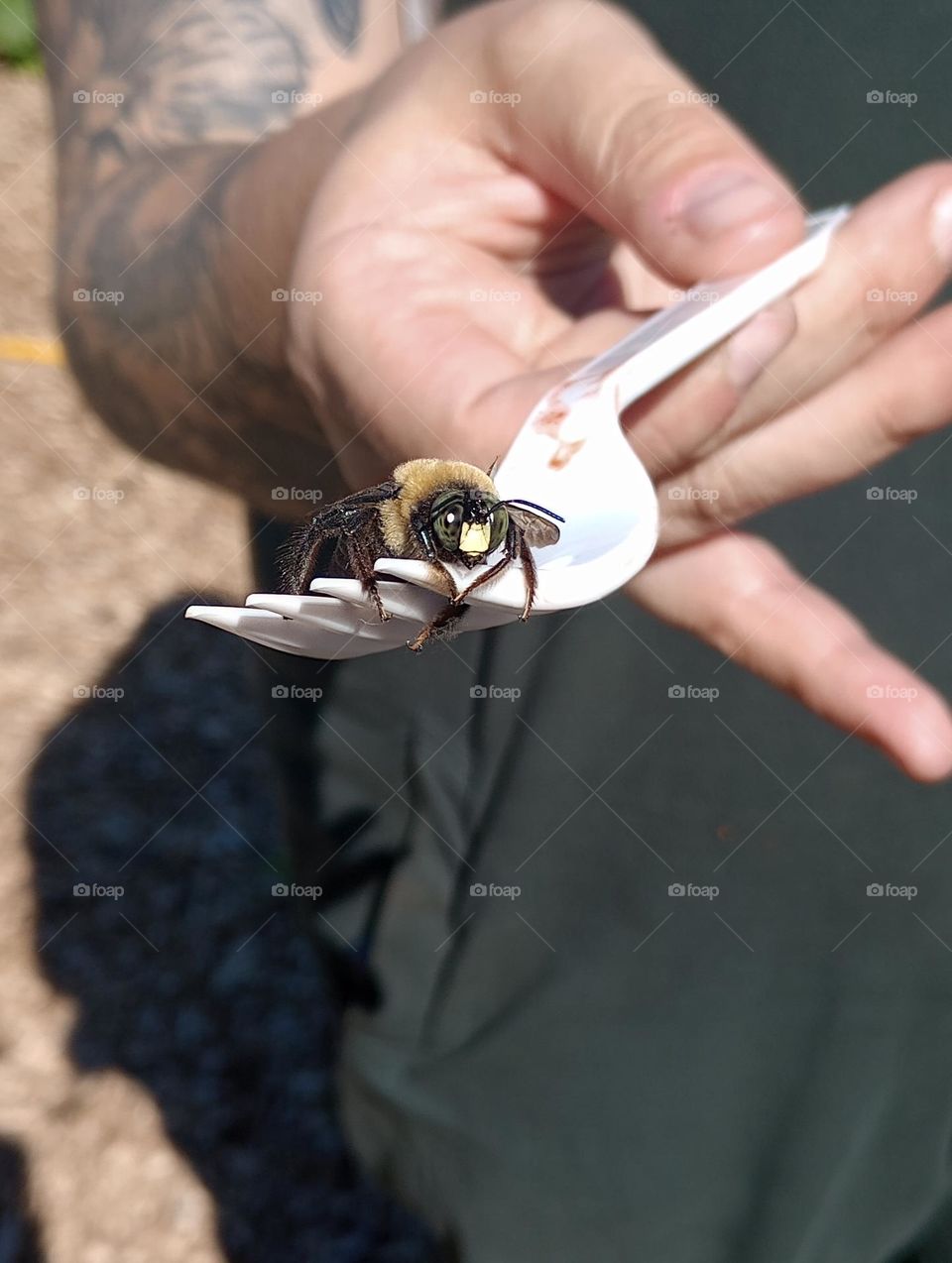 Bee at rest from being Busy