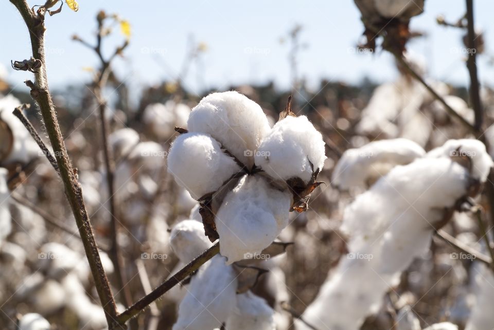 Cotton fields off the I13 corridor of Virginia.