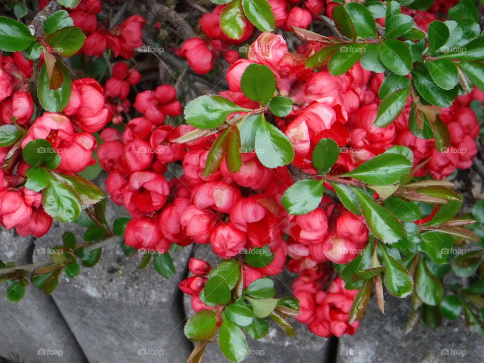 Red flowers