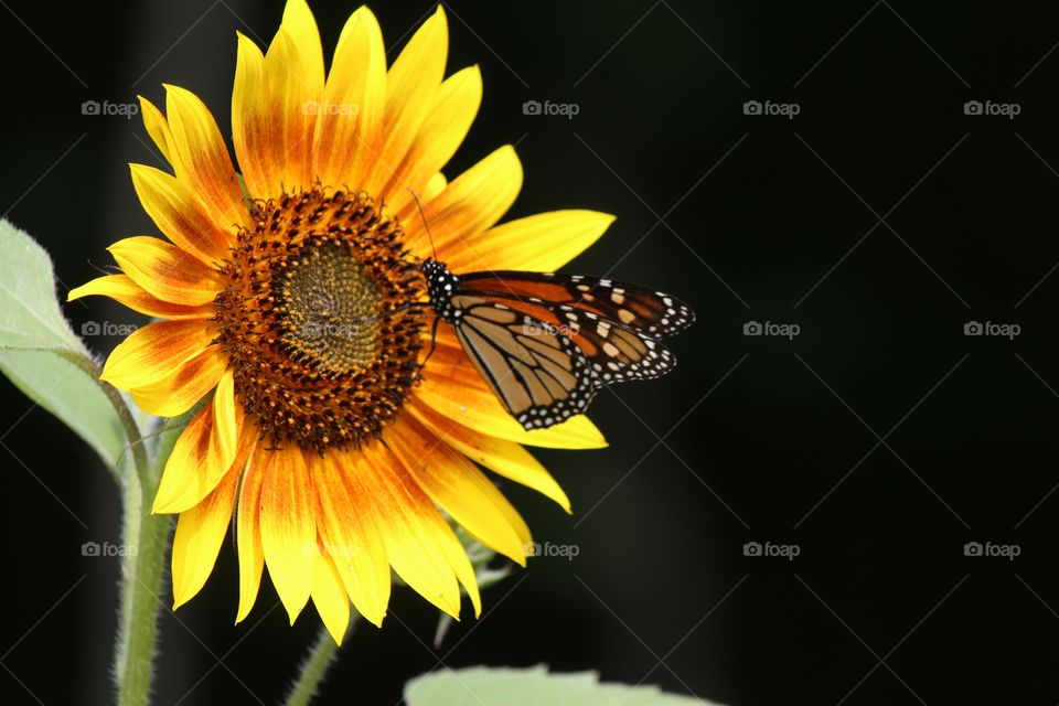 two of my favorite things,  sunflowers and butterflies