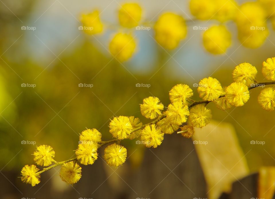 Exterior daylight.  Petaluma, CA, USA.  Closeup.  The yellow flowers of a hyper allergenic tree. 