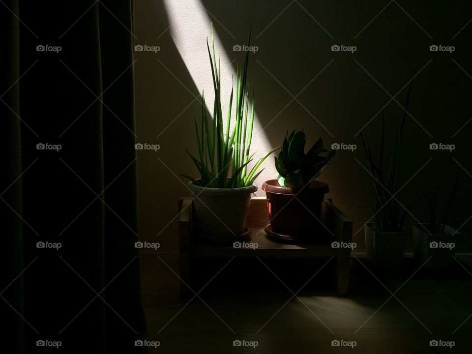 Photo of indoor plants