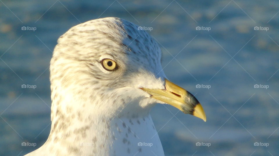 Striking closeup of ring-billed seagull against blue water Golf of Mexico