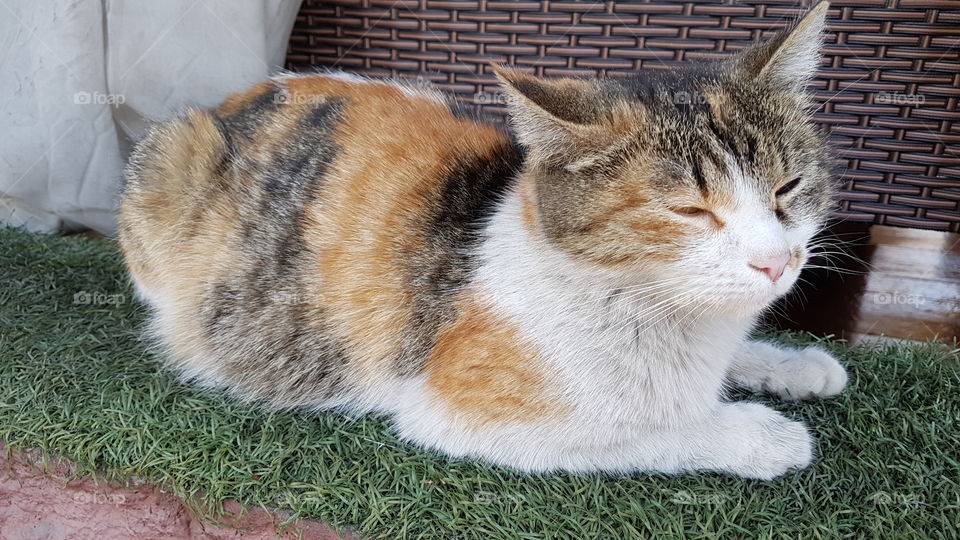 happy cat with closed eyes