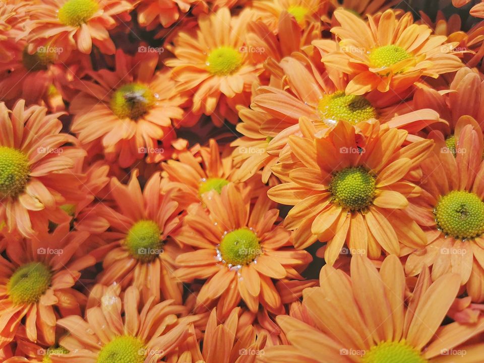 Orange daisy flowers in a garden
