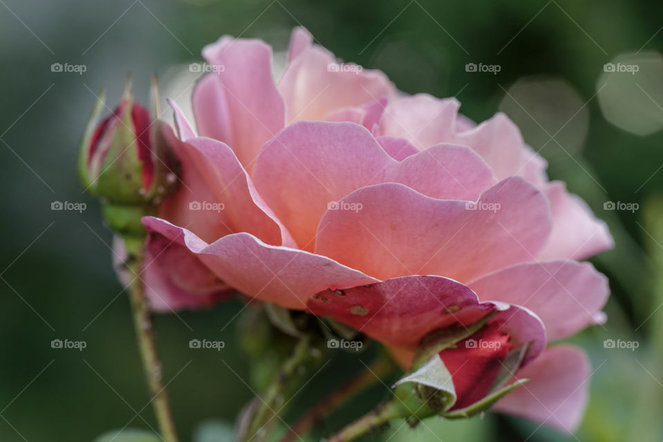 flower rose