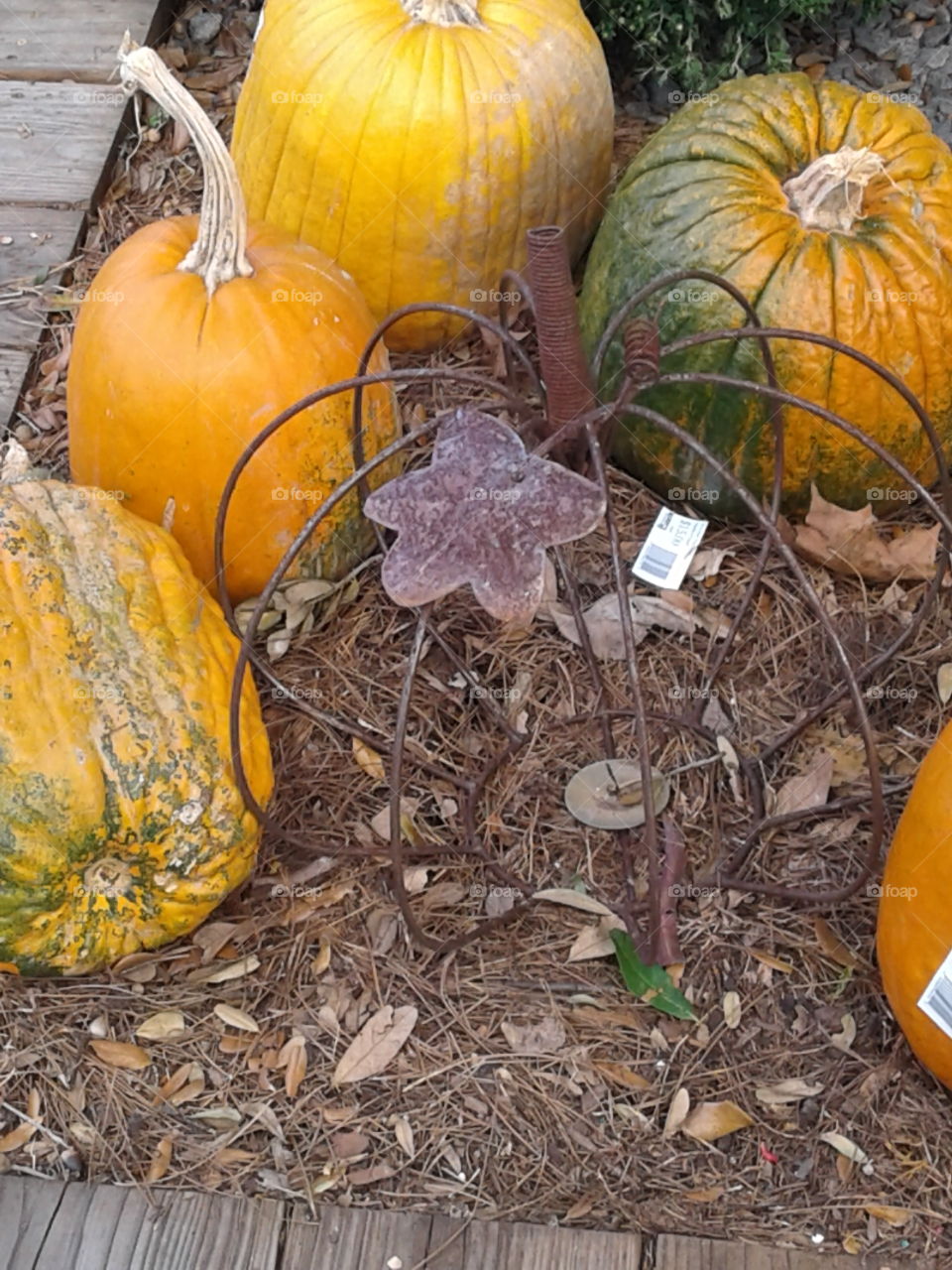 Pumpkin Display