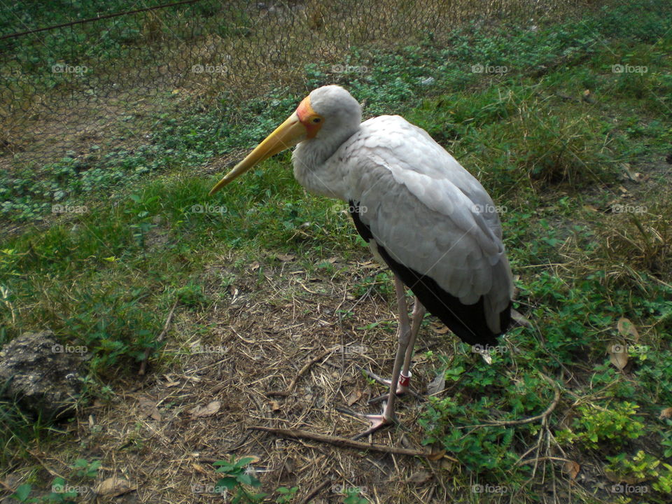 Yellow Billed Stork in grass
