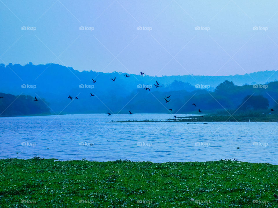 Winter season lake landscape photography, showing foggy morning.There are lake filled with water and floating waterfowl at foreground.At midground flock of birds are flying in fog and at background shows mountains with trees.looking as a cool heaven.