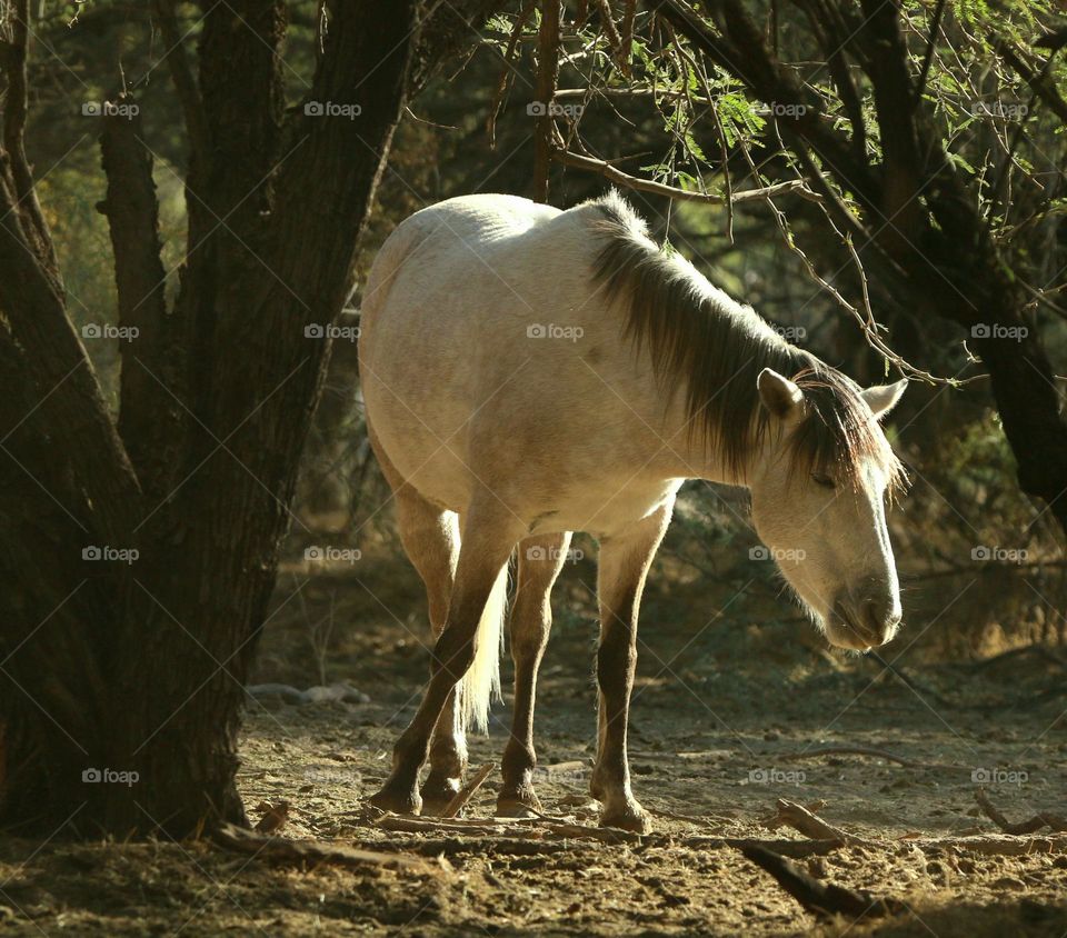Wild Horse in the Forest