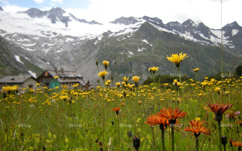 snow meadow flower mountain by shotmaker
