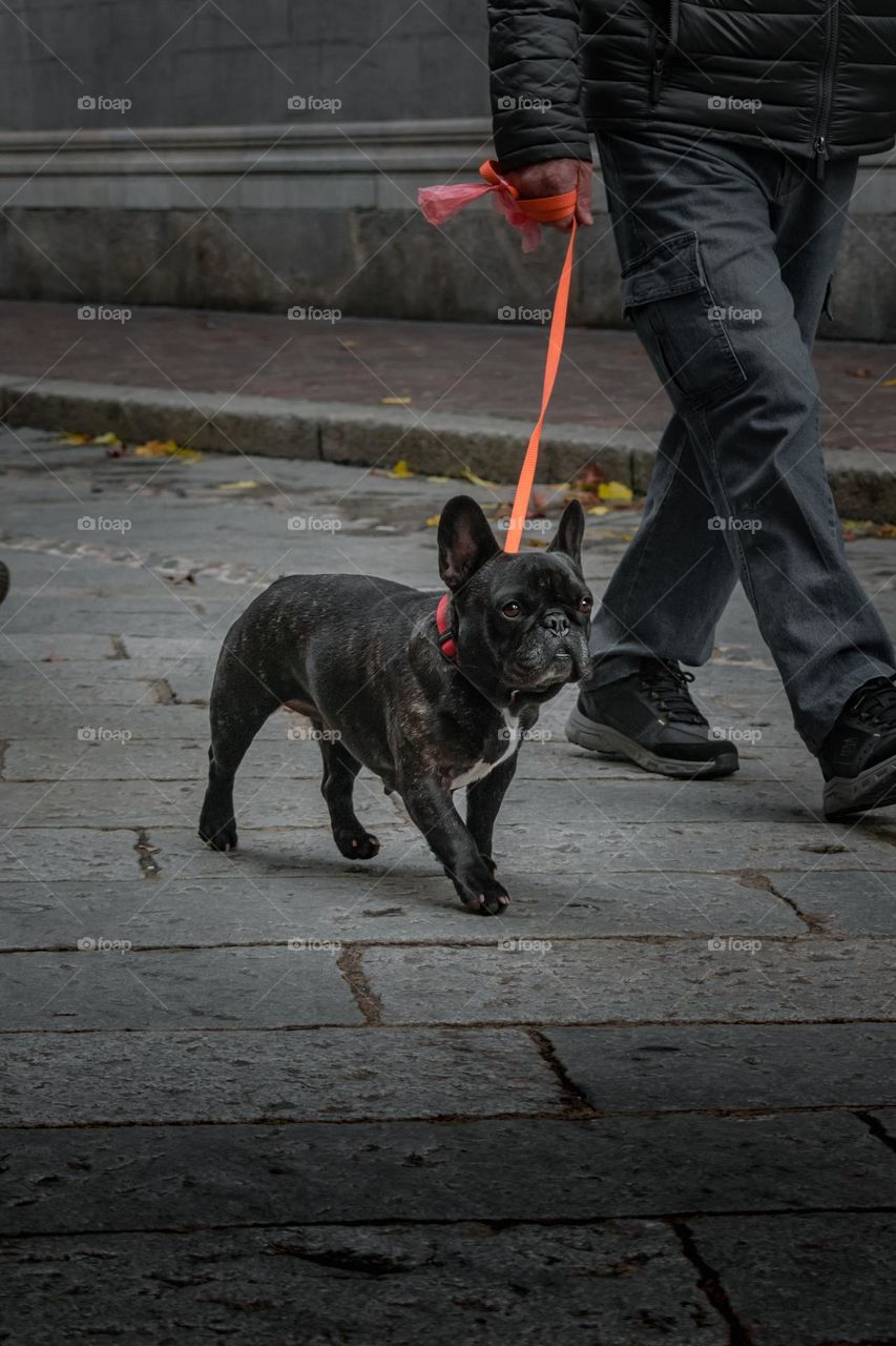 A man walking with his French bulldog