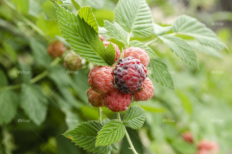 Unripe Black Raspberries