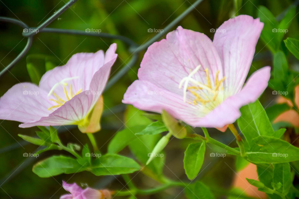 Oenothera Speciosa Pink Flower