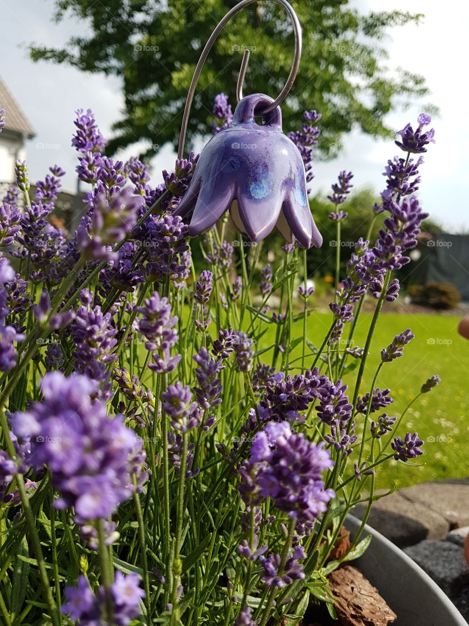 my own lavenderfield
