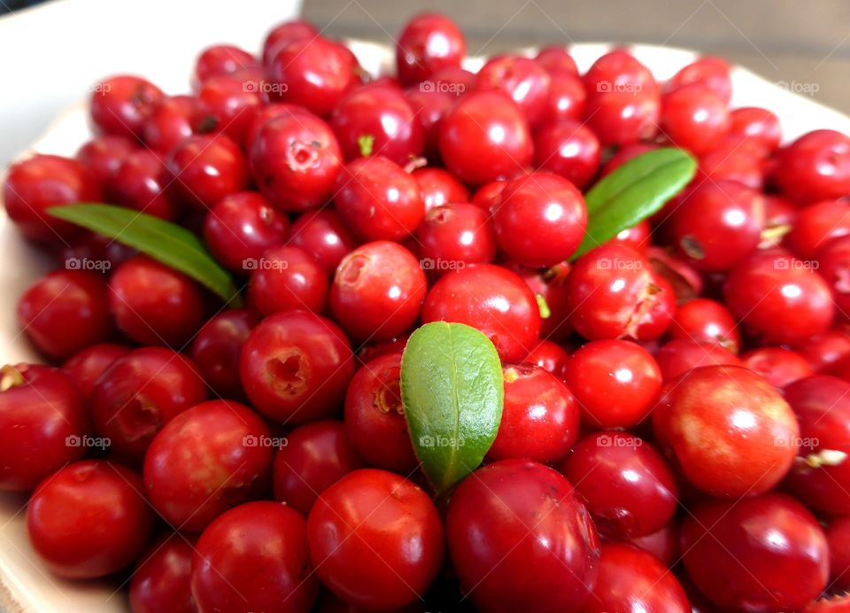 Lingonberries closeup