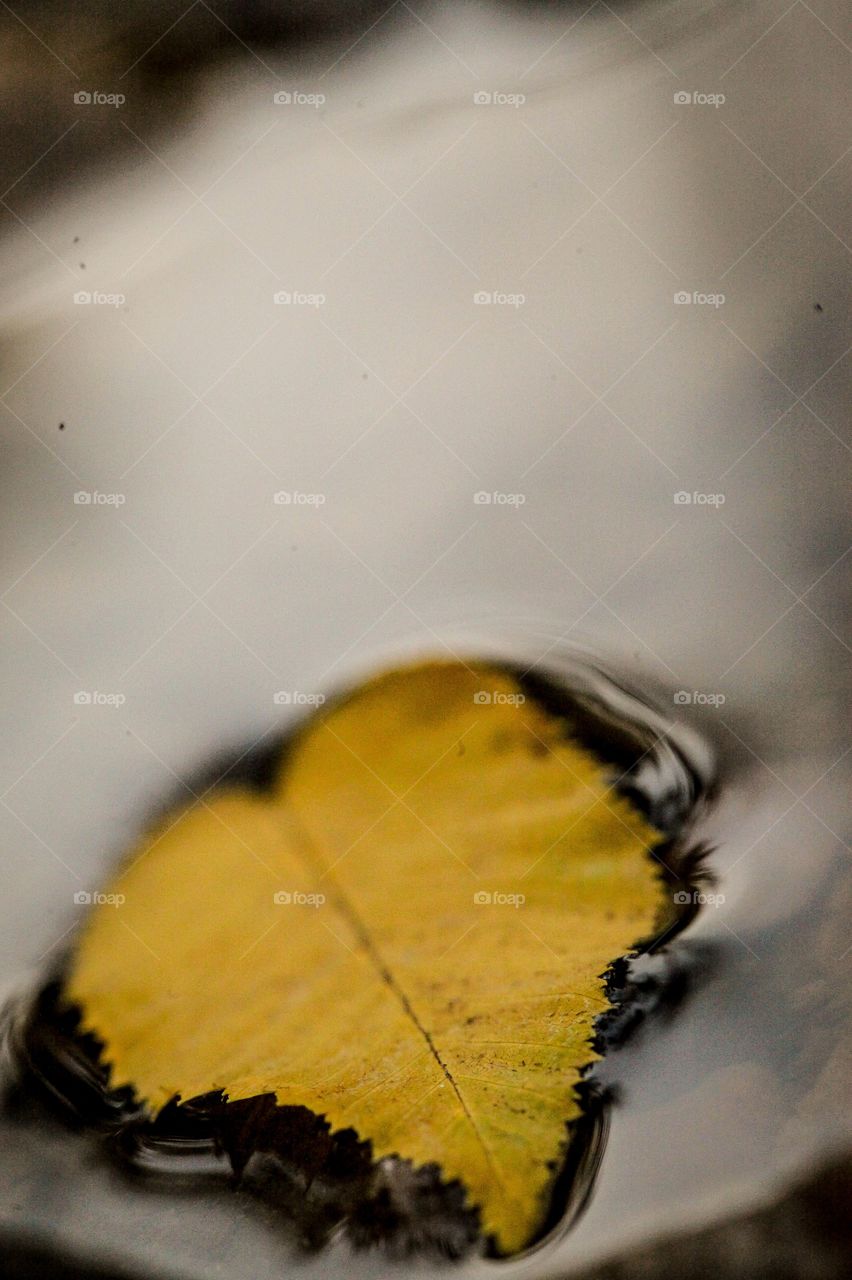 Leaf in water