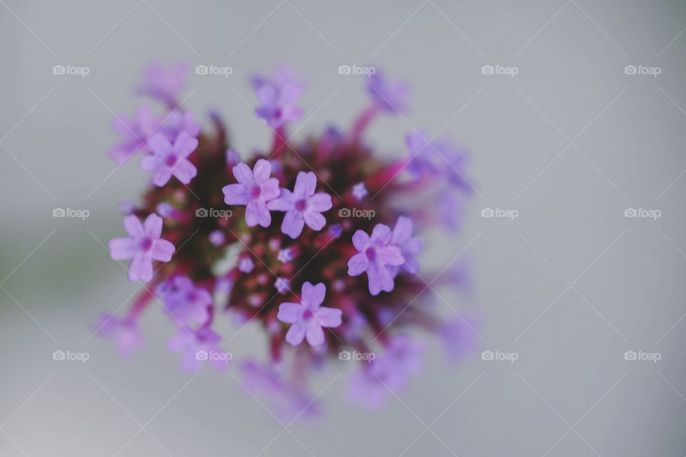 A beautiful bundle of purple flowers