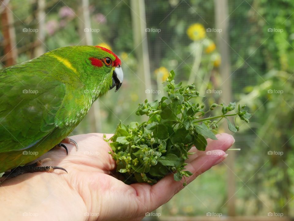 Feeding my bird Pacco