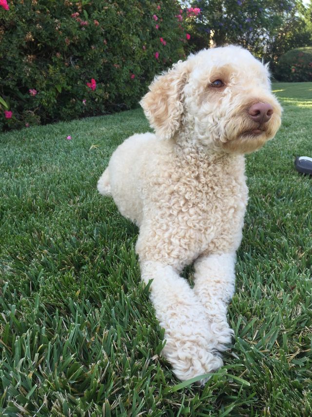 Pondering pup 