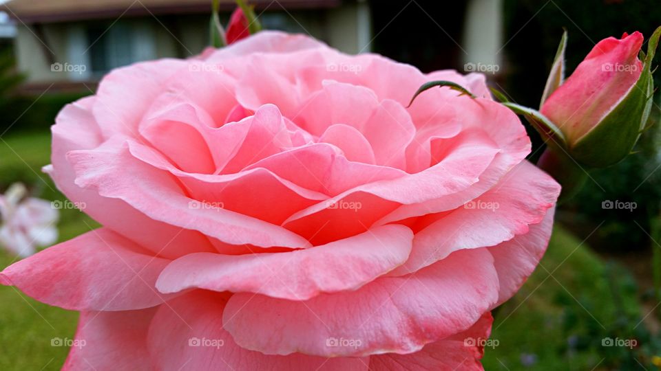 Pink Rose. Delicate pink rose in full bloom